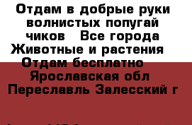 Отдам в добрые руки волнистых попугай.чиков - Все города Животные и растения » Отдам бесплатно   . Ярославская обл.,Переславль-Залесский г.